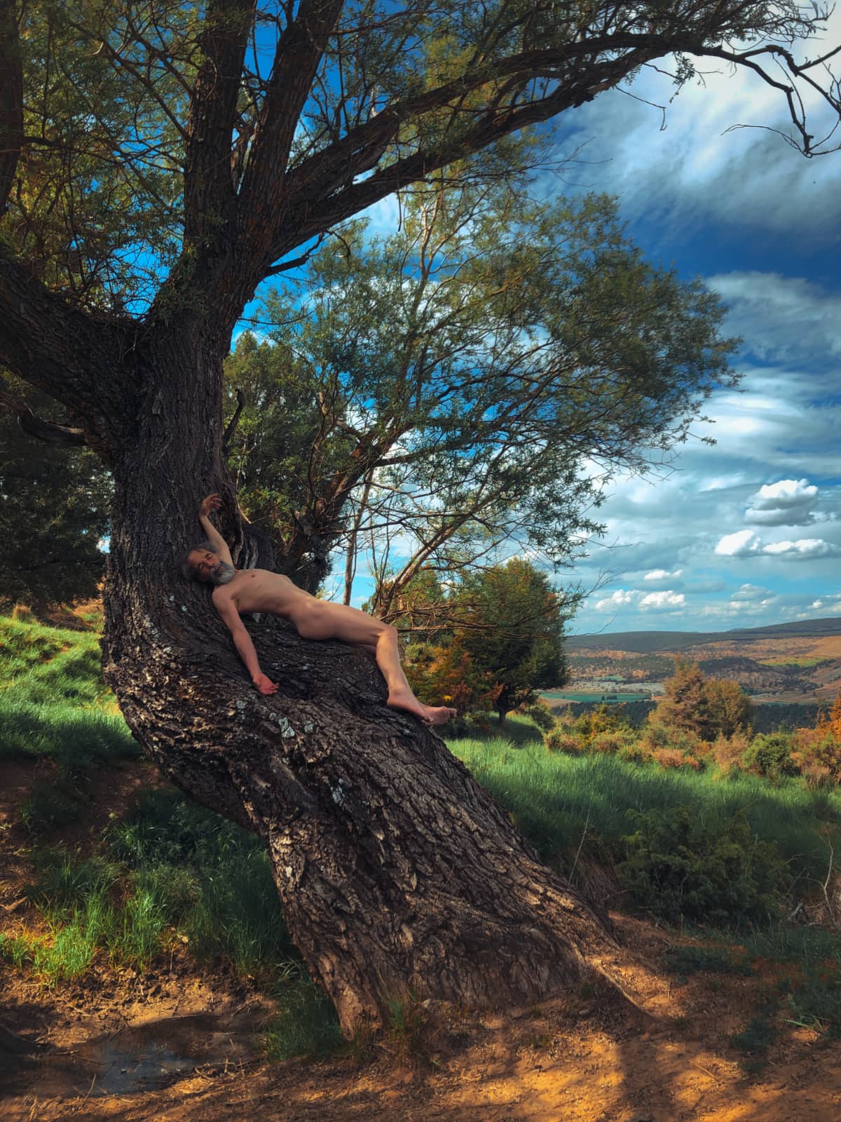 Silberius en un vetusto árbol